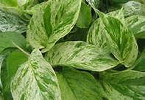 Varigated Green & White Marbled Pothos Ivy