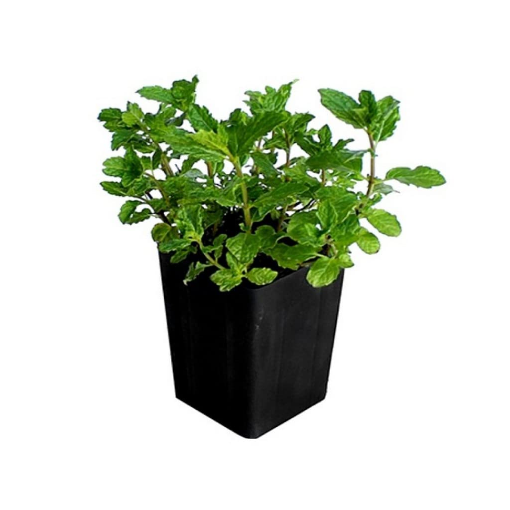OhhSome Plants For Home Gardening Mint Or Mentha Family Lamiaceae Divine Flavour Plant (Healthy Live Plant) (B09L8JKRNQ) Amazon Price History, Amazon Price Tracker
