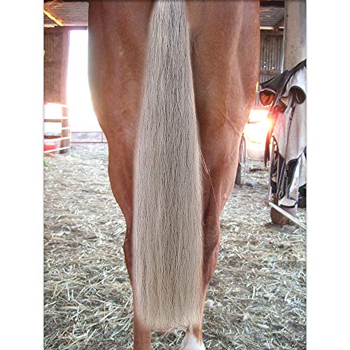 Y.j Tails Horse Tail Extensions With Braided Horsehair Loop, Blunt Cut Bottom, 28-30 Inches Long And 3/8 Lb Weight (Light Gray) #TOP3