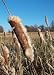 Cattail (Typha latifolia), 4000 Certified Pure Live Seed, True Native Seed