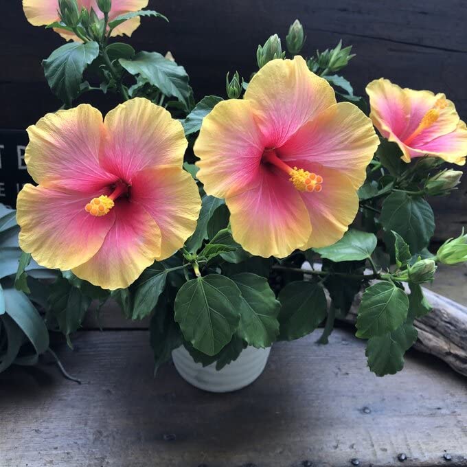 Amazon.co.jp: サンセット ハイビスカス 夏色 大苗 ガーデニング : DIY