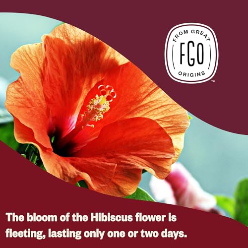 Fgo FGO-HIBS-TEAB-100 Organic Hibiscus Tea thumb #5