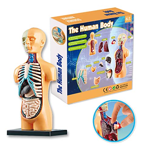 Qican Órgãos modelo do corpo humano Conjunto de ferramentas de aprendizagem de montagem simples Expo