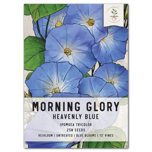 Seed Needs, Heavenly Blue Morning Glory Seeds For Planting (Ipomoea Tricolor) Single Package Of 250 Seeds - Heirloom & Untreated - Masses Of Beautiful Blue Blooms #TOP11
