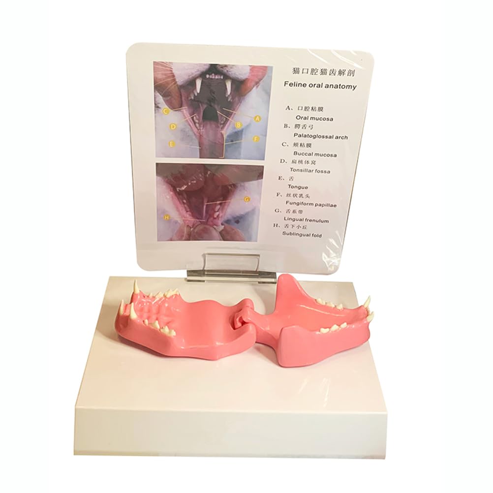 Yrqmgsf Red Cat Teeth Anatomical Model Cat Dental Model Canine Teaching Pet Model For Veterinary Educational Tool