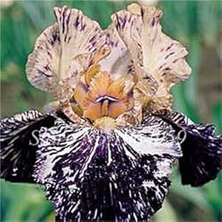 . 50 PCs/Bag Mixed Iris Flower Bonsai Rare Color Bel Fiore Bearded Semi Iris, Nature Plants of Orchidee Fiore Day for Garden: 8: Only Seeds