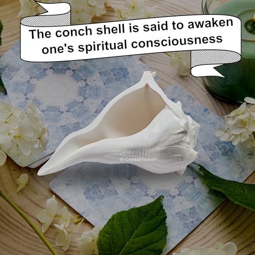 Image of Crystal Heaven Dakshinavarti Shankh Original - 6 to 7 inch inches Large Dakhinabarti Sankha for Puja Original Conch Shell - Natural Dakshinmukhi Shankh for Pooja, Meditation and Gifts