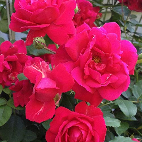 Plants Point Gardens Climbing Flower Live Plant - Rare Exotic Pink Climber Rose Flower Live Plant