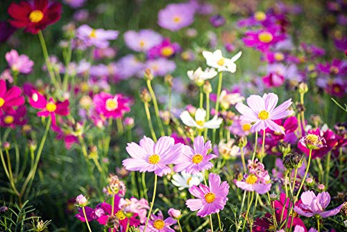 Cosmos(Cosmos Bipinnatus) Non-Gmo-Cosmos Flower Seed Mix Bulk Package Of10,000 Seeds (10G) #TOP4