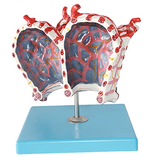 Human Alveoli Magnification Model Lung Lobule Magnification Model, 10 Position Indicators, Medical Teaching, Model Decoration #TOP2