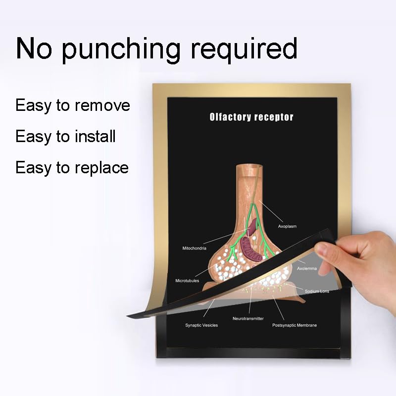 Image of Taanfu Body Educational Learning Anatomy Posters ，Olfactory Receptor Art Olfactory Villi Anatomy Art Poster Digestive System Organs Illustration Small Intestine Physiology Anatomy Wall Art Villi