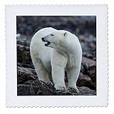 100Percent polyester; image is soft to touch