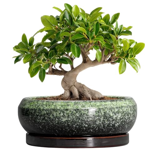 EPFamily Bonsai Pots 10 Inch - Ceramic Pots for Plants Indoor Outdoor Succulent Pot with Drainage Hole and Saucer Large Bonsai Planter Round Shallow Planter Office Decor Gardening Gift Green