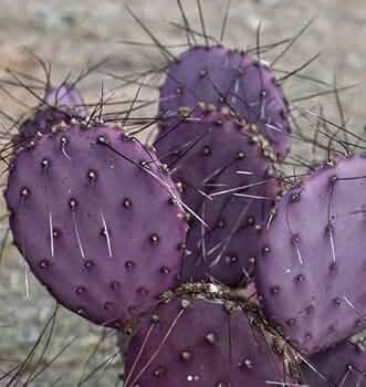 輸入苗 opuntia curivispinus オプンチア サボテン アガベ 61pxBViL3aL._UF350,350_QL50_.jpg