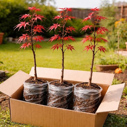 Red Maple Trees for Planting (Acer rubrum) Live Hardy Shade Trees Vibrant Red Foliage Fast Growing Landscape Trees for Yard & Garden - Ships Dormant No Leaves (3 Tree Seedlings)