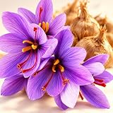 Saffron Sativus Crocus Corms, 20 Count, Large 9/10 cm | For Planting, Saffron Crocus Bulbs, Complete Planting Instructions, Premium Crocus Sativus Bulbs