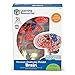 Learning Resources - Modèle de cerveau - Langue: anglais