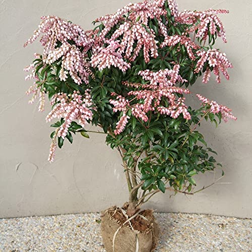 Amazon | SORA 紅花アセビ H700～900mm（鉢底より） | 植木