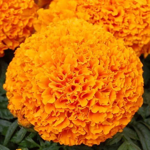 Creative Farmer Marigold - African Moonstruck Series Deep Orange (Hybrid Detailed) (B00L9VDW4A) Amazon Price History, Amazon Price Tracker