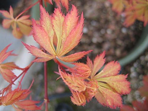 Shigure Bato Japanese Maple 2 - Year Graft