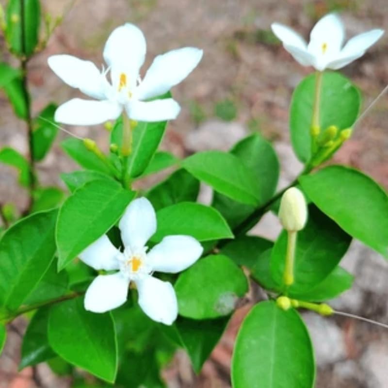 2 Jasmine Plants Live, Snow Jasmine Tree Live Plant Plugs Size, Fragrant White Flower, 2-3 Inches in Tall, No Pot, Fast-Growing
