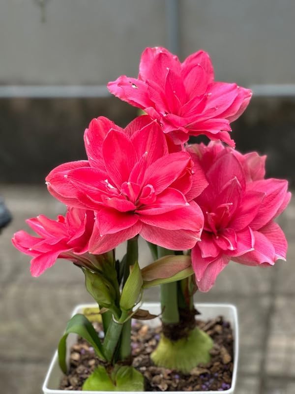 SVG® Imported Double Amaryllis Lily Flower Bulbs for Planting and Gardening, Pack Of 5 Bulbs (Dark Magenta)