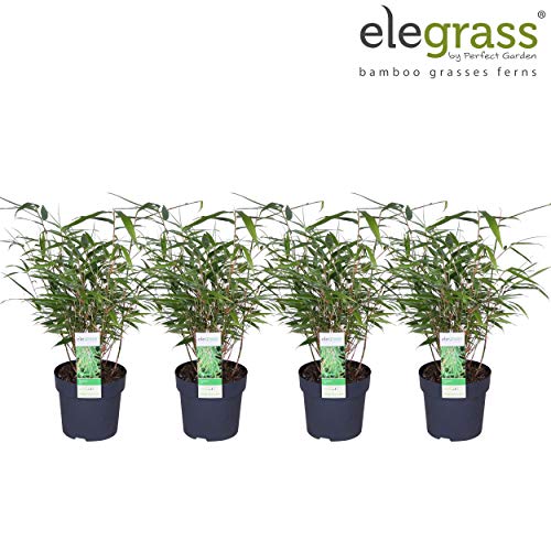 Césped de Botanicly  4 × Fargesia rufa  Altura: 50 cm