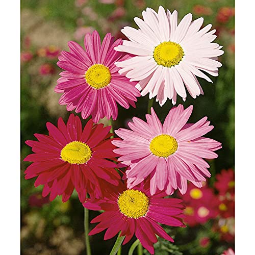 300 Pcs Swan River Creeping Daisy Seeds For Planting Outdoors Creeping Daisy Seeds Ground Cover Non-Gmo Flower Seeds For Home Garden Yard Decor #TOP3