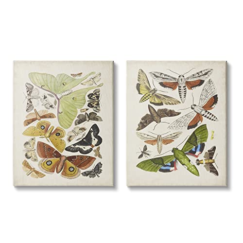 Stupell Industries Vintage Moths Latin Studies 2pc Set Canvas Wall Art, Design by World Art Group
