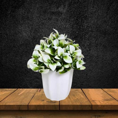 Image of fancymart Artificial Citrus Leaves White Bunch in Pot - 22 cm Height, Perfect for Tabletop Decoration | Ideal for Home & Office Decor