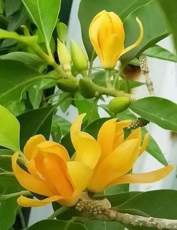 Image of All-Time Blooming Golden Swarna Champa (Grafted) - Hybrid Live Flower Plant | Michelia Champaca (Hirwa Chafa /Sonchapa /Sarna Chapa /Champak) | Pack of 1 Healthy Plant for Home & Garden