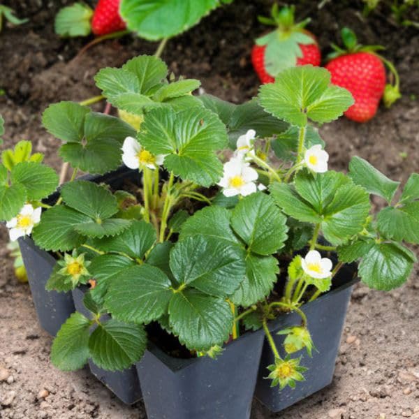 SISA GARDEN Live sweet healthy STRAWBERRY plant with grow bag (2) (B0CVTMWZ5F) Amazon Price History, Amazon Price Tracker