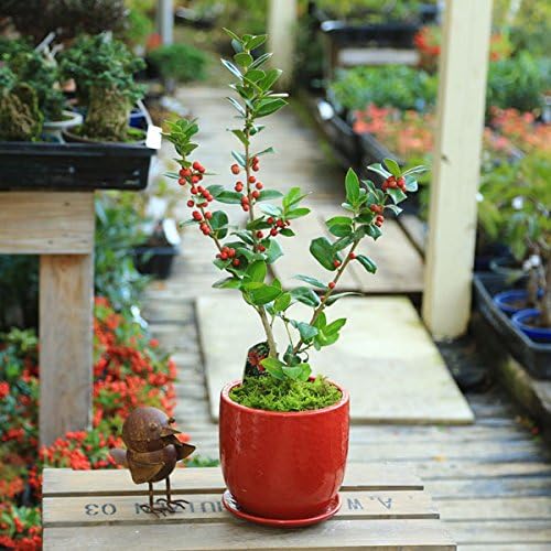 Amazon 観葉植物 鉢植え セイヨウヒイラギ クリスマスホーリー 苔付 陶器鉢レッド 苗