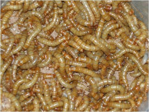 LIVE MEAL WORMS 2KG SACK