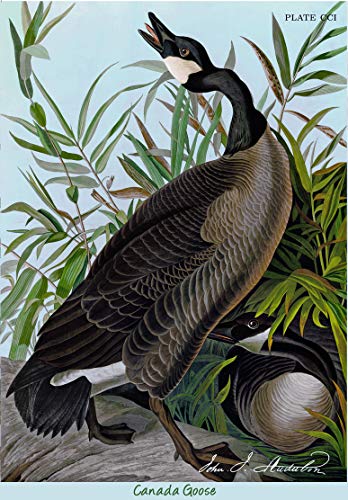 Instant Oriole Food Nectar