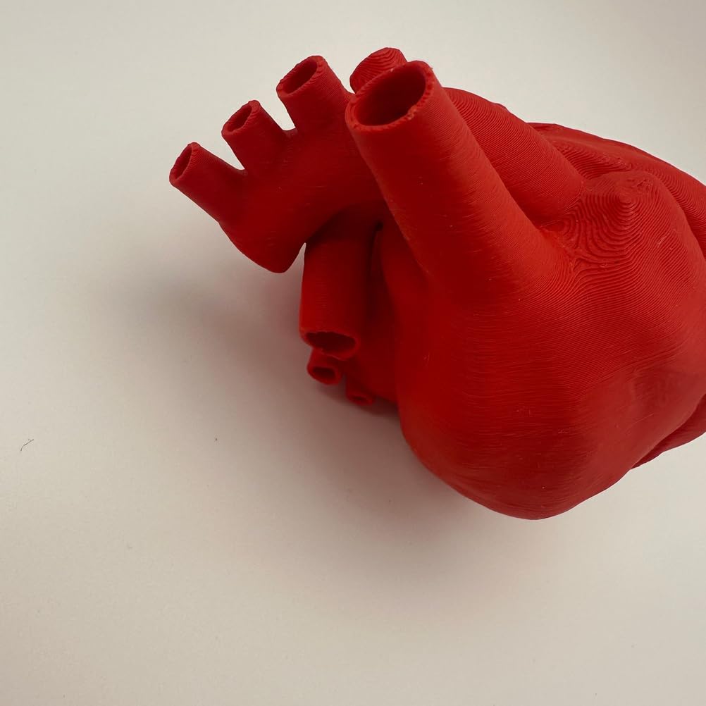 Modello di Cuore Umano Educativo Stampato in 3D - Modello delle Strutture Anatomiche del Cuore - per Insegnamento di Anatomia, Studio Medico e Cardiologia