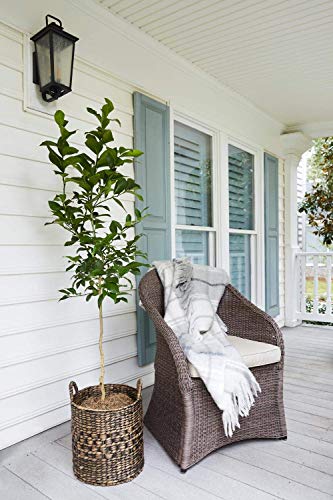 Brighter Blooms - Meyer Lemon Tree - Indoor Or Outdoor Potted Fruit Plant, 4-5 Feet - No Shipping To Fl, Ca, Tx, La, Al, Or Or Az #TOP2