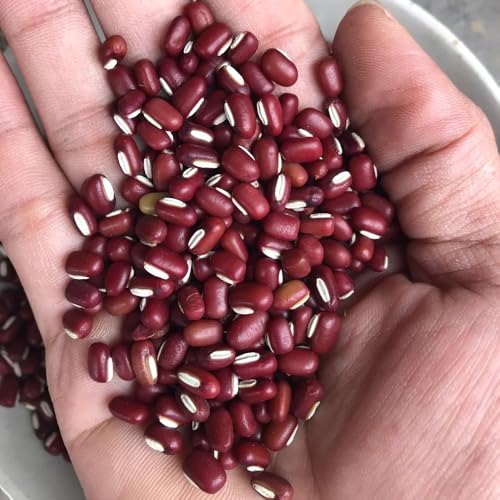 semillas de frijol azuki - camas elevadas para jardín semillas de plantas de frijol rojo semillas de hierbas de jardín Verduras de invierno, plantas resistentes para el jardín. 50pcs