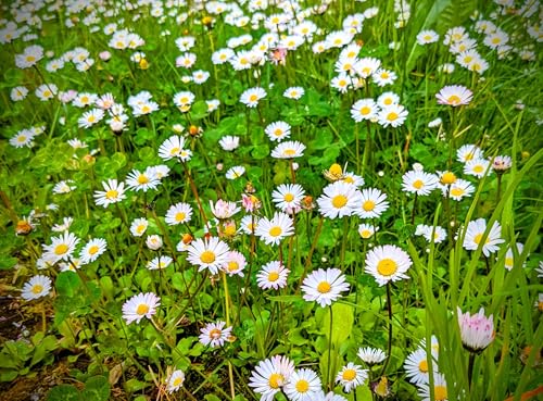 Semi Margherite dei Prati Selvatiche, Fiori per Giardino, Margheritine Prato Fiorito wild daisy seeds