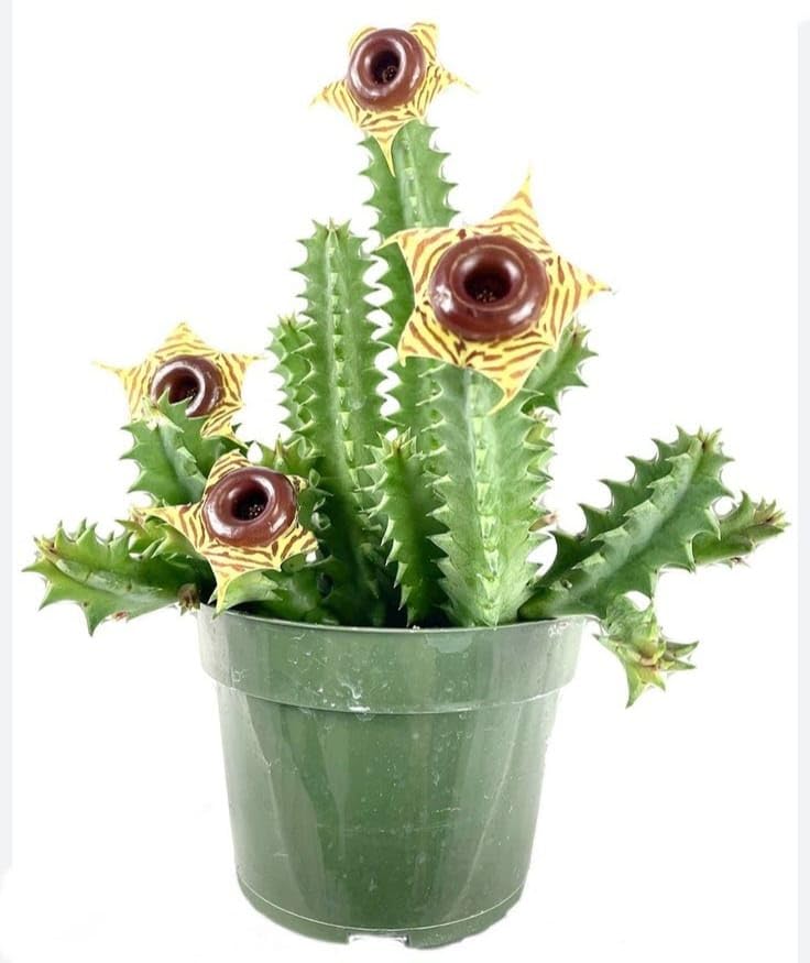 M.D. FRM AND NURSERY|Live flowering succulent Huernia zebrina with pot.-image-9
