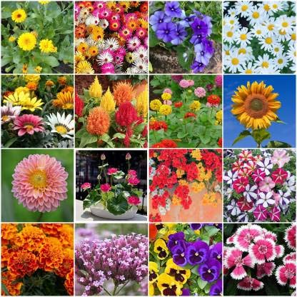 Crapulous Plant Seeds For Home Garden Flowers Combo Of Petunia,Marigold,Ice Plant,Pansy,Phlox,Lotus,Gazania,Verbena,Dahlia,Dianthus,Daisy And Calendula Lupin Sunflower Nemesia Zinnia Seeds (B09BJHZ95H) Amazon Price History, Amazon Price Tracker