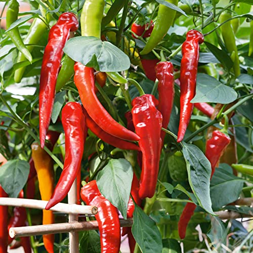 Cowhorn Hot Hot Pepper Seeds - 1 Oz ~5000 Seeds - Non-GMO, Heirloom - Vegetable Garden - Capsicum annuum