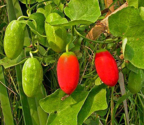Ivy Gourd Organic Seeds (Ivy gourd organic seeds, 50)-image-46