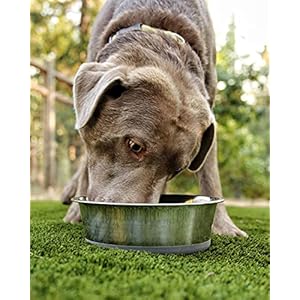 2 5 lb weighted dog bowl  no slip no tip  heavy stainless steel dog bowl with silicone rubber foot   cucciolini doodles