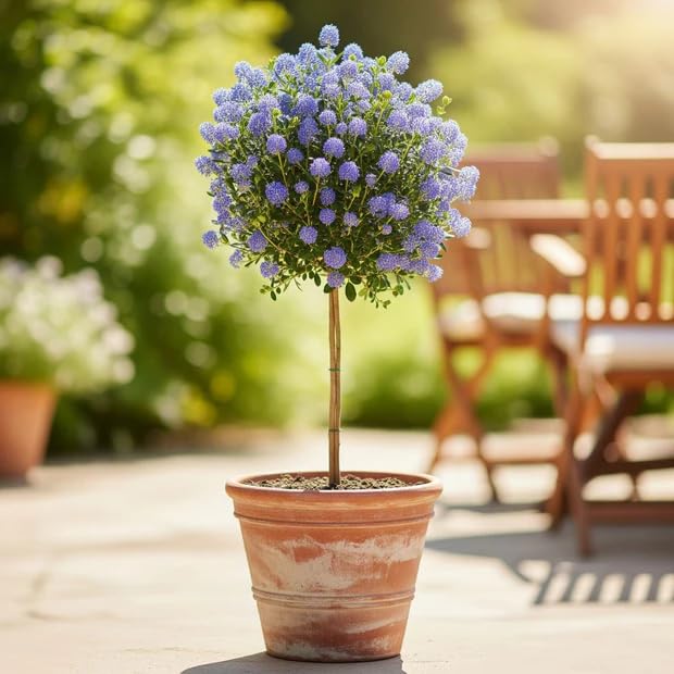 Ceanothus 'Victoria' Californian Lilac Patio Tree - Stunning Blue Flowers - Evergreen Garden Plant - Supplied in 3 Litre Pot (80-100cm Incl. Pot) - Ideal for Patios, Borders & Sunny Spots