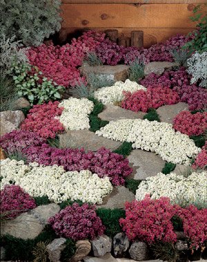 Alyssum Wonderland MSP Mix 100 Seeds