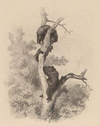 Toile les ours Karl Bodmer pour créer une ambiance nature dans votre salon