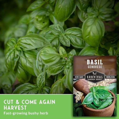 Genovese Basil Seeds for Planting – Sweet Italian Basil for Pesto & Culinary Dishes – High Germination Heirloom, Non-GMO Garden Herb for Indoors or Outdoors – Survival Garden Seeds (1 Pack) - Image 3