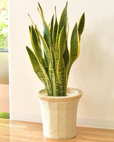鉢に入ったサンスベリア