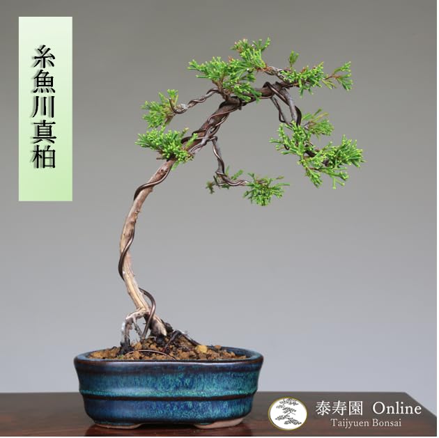 Amazon.co.jp: 糸魚川真柏 文人調 小品盆栽【泰寿園 Online】 : DIY